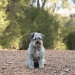 10 cosas que solo los amantes de los schnoodle entienden