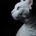 10 datos curiosos sobre los gatos blancos que debes conocer