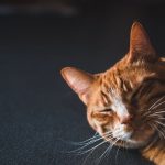 10 datos sobre las razas de gatos naranja