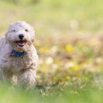 10 parques para perros en Madrid y alrededores que te encantarán