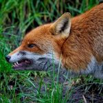 10 perros parecidos a los zorros que querrás conocer