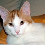 12 problemas comunes de la piel del gato
