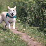 15 adorables razas de perros mixtas que deberías conocer