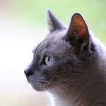 7 razas de gatos grises que son felices