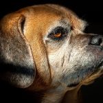 8 cosas que solo los amantes de los puggle entenderán