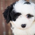 9 cosas que solo los amantes de los sheepadoodle deben saber