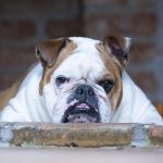 9 razas de perros arrugados que debes conocer