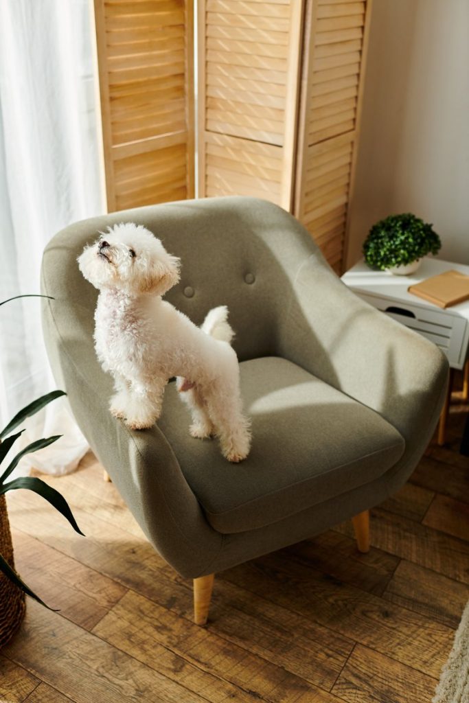 perrito pequeño sentado en un sillón verde. adorable poochon.