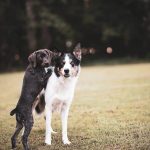 Border collie pelo corto: lo que necesitas saber sobre la muda