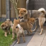 Cachorro de Shiba Inu: características y cuidados esenciales