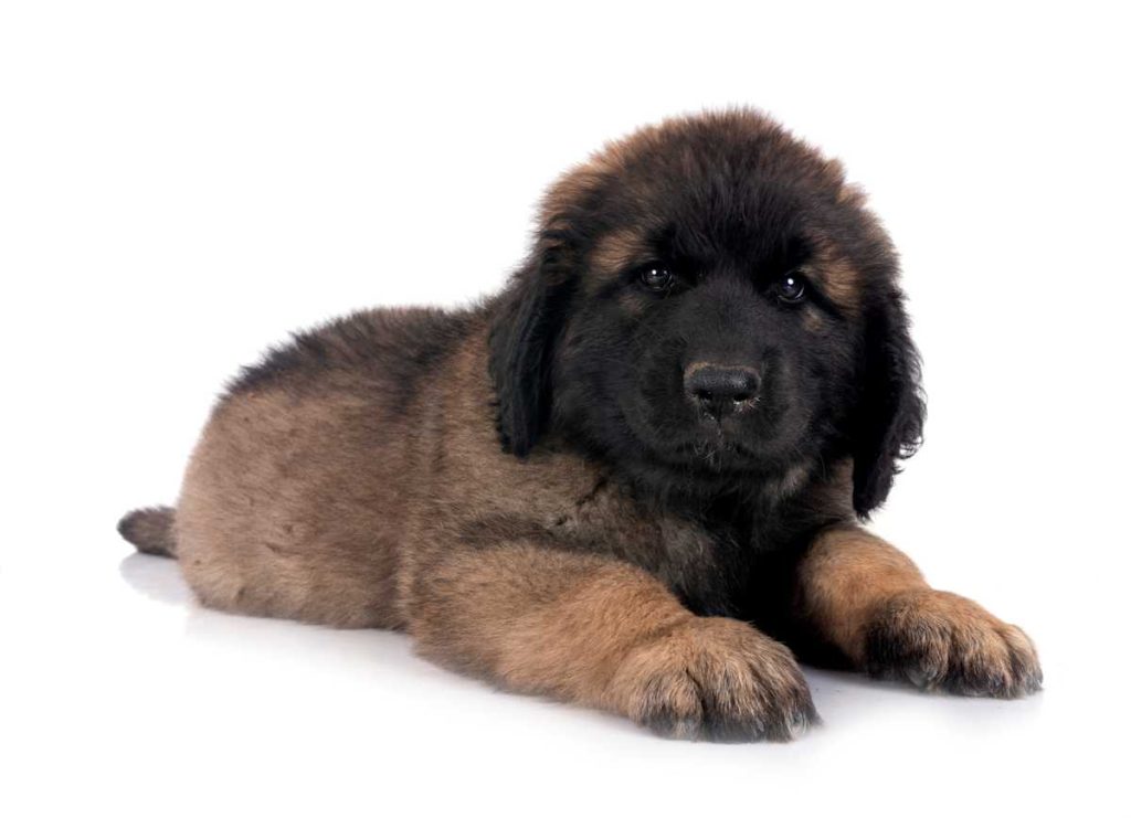 Cachorro Leonberger feliz