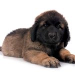 Cachorros de leonberger: guía definitiva para dueños