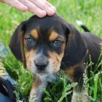 Cachorros de beagle: todo lo que necesitas saber