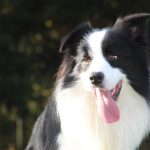 Cachorros de collie de pelo largo: todo lo que un nuevo dueño debe saber