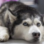 Cachorros de husky: todo lo que debes saber