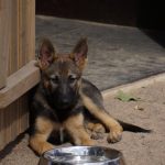 Cachorros de pastor alemán en venta