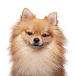 Cachorros de pomerania: todo lo que necesitas saber