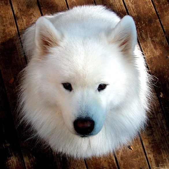 Cachorros de Samoyedo en venta