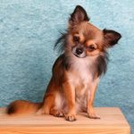 Chihuahua cabeza de ciervo y chihuahua cabeza de manzana: diferencias clave