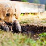 ¿Cuándo abren los ojos los cachorros por primera vez?