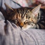 ¿Cuánto duerme un gato? Descubre su genética...