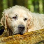 Datos e información sobre la raza de perro golden retriever