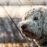 Datos e información sobre la raza de perro goldendoodle