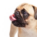 Datos e información sobre la raza de perro pug: todo lo que necesitas saber