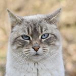 ¿Debería tener un gato macho o hembra?