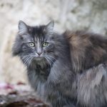 ¿Está deprimido mi gato? 10 señales que indican su malestar