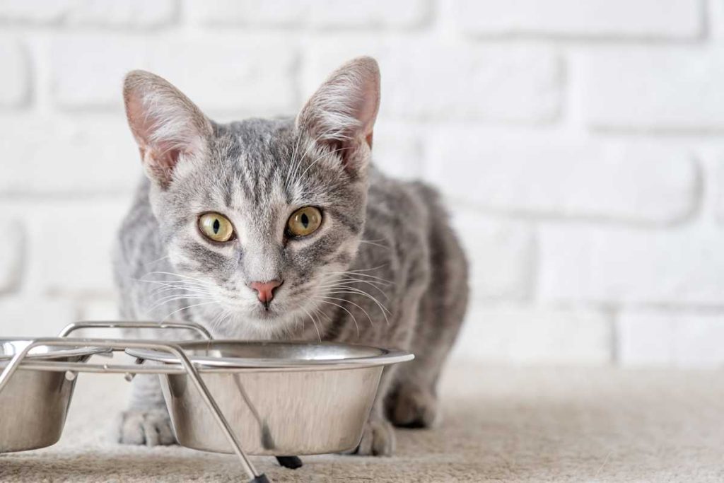 gato alimentandose desde su plato-50-1200x