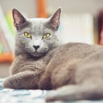 8 razas de gatos (casi) hipoalergénicos que debes conocer