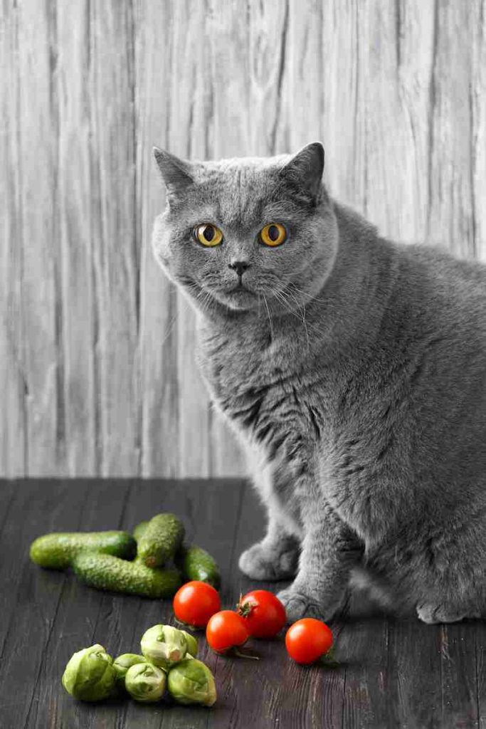 gato pedigree con verduras