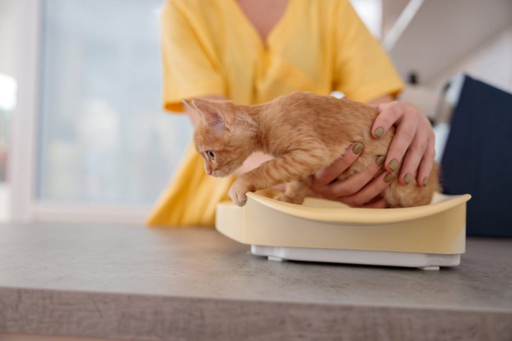 Mujer veterinaria cuidando a un gato bebé en la clínica. peso gato.