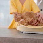 ¿Cuánto debe pesar mi gato? Utiliza la escala BCS para determinar su peso ideal