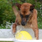 Las mejores piscinas para perros de Madrid 2024