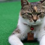 Los mejores 230 nombres de gata para tu fantástica felina