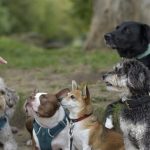 Los mejores cuidadores de perros en Murcia