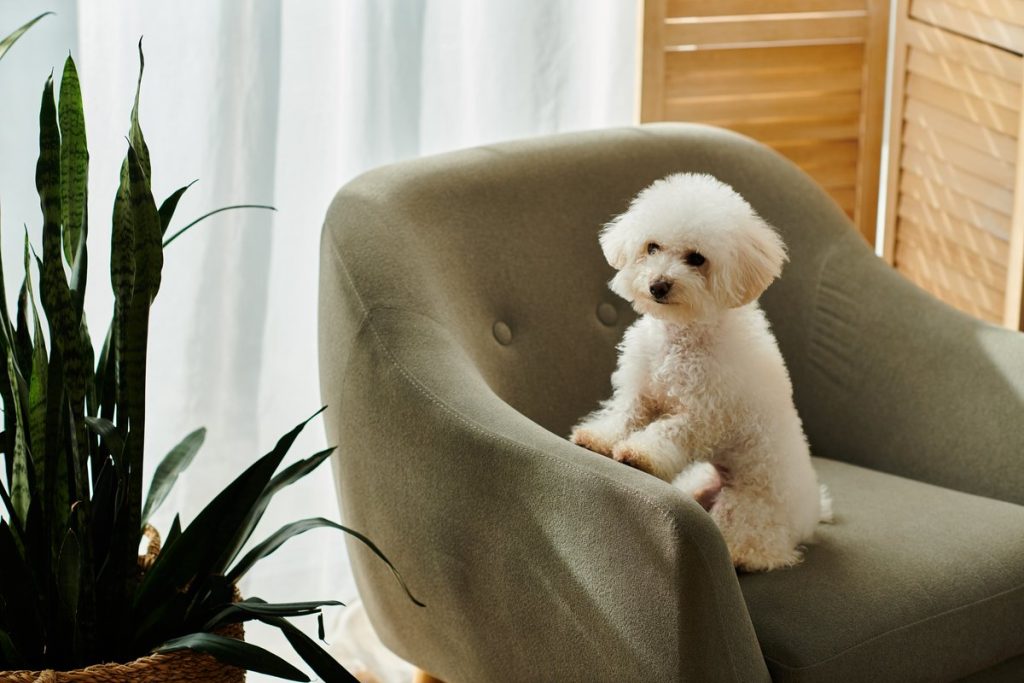 perca-pequeña-para-perros. adorable poochon.