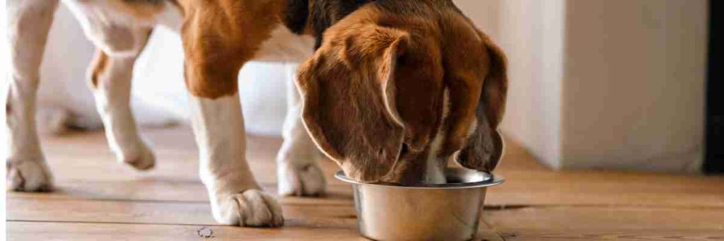 perro comiendo de bowl panoramico