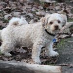 Perros de pelo rizado: características y cuidados