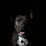 Prejuicios contra los perros negros