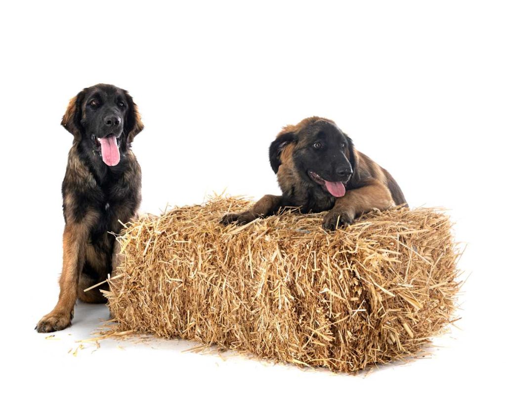 Cachorros Leonberger jugando con paja.