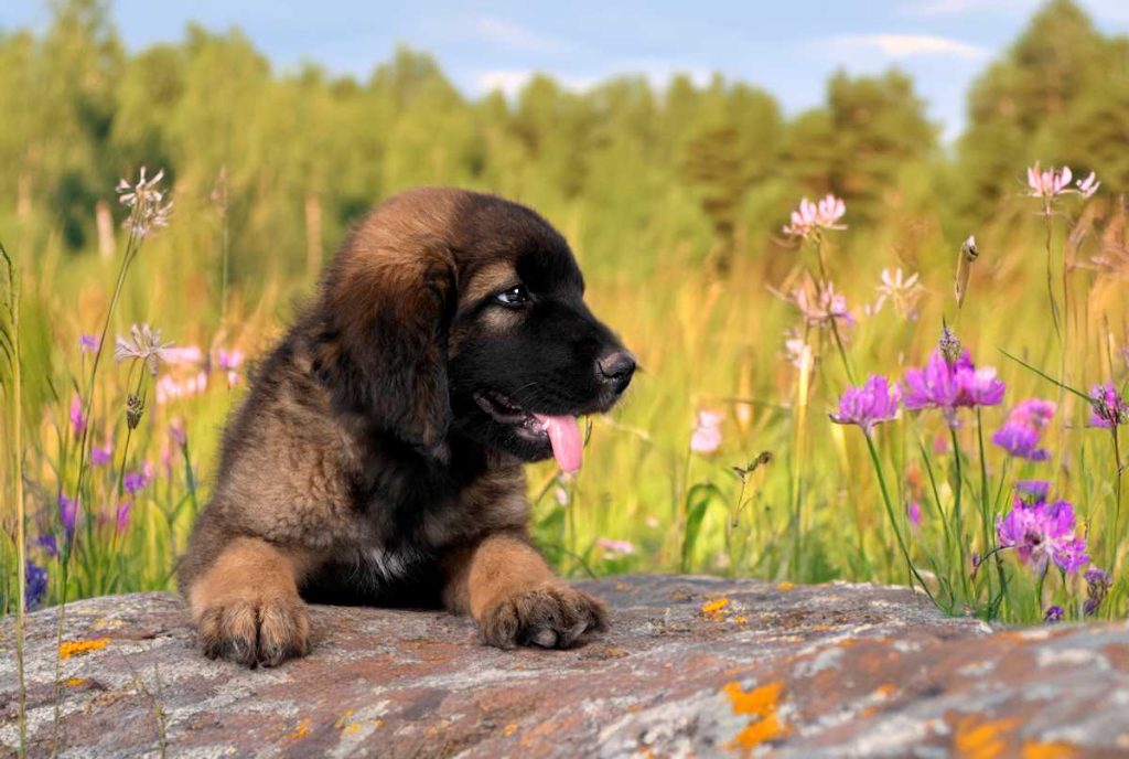 Cachorro leonberger en el campo