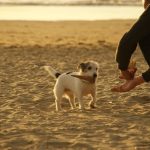 Receta de helado de melón para perros, la sensación del verano