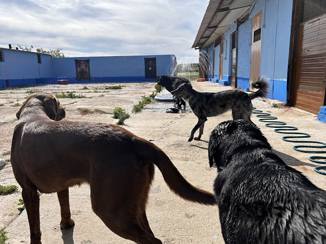 La Guarida Residencia Canina