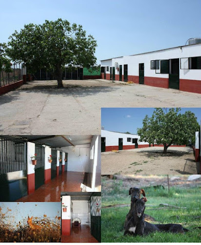 Residencia Canina el hogar del perro