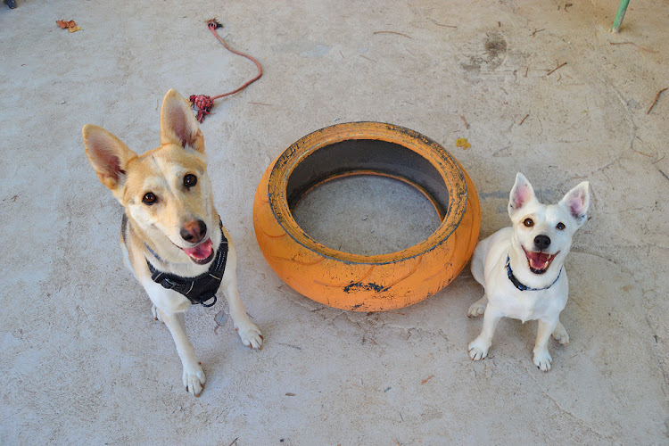 Hotel Canino The Perrotes