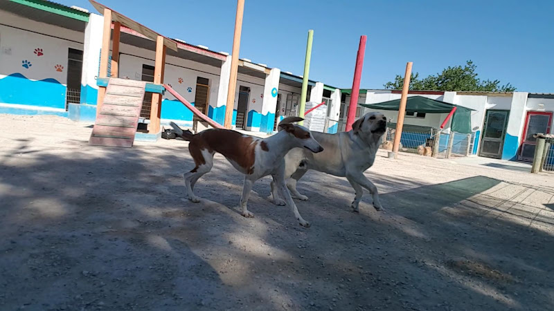 Hotel Canino y Felino El Rey de la Casa - cat & dog boarding kennels