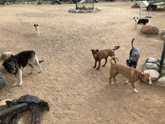 Residència canina Can Hash